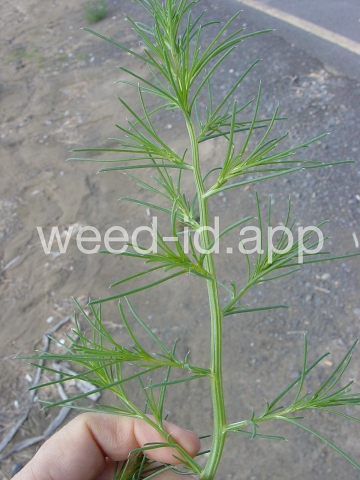 thistle, Russian